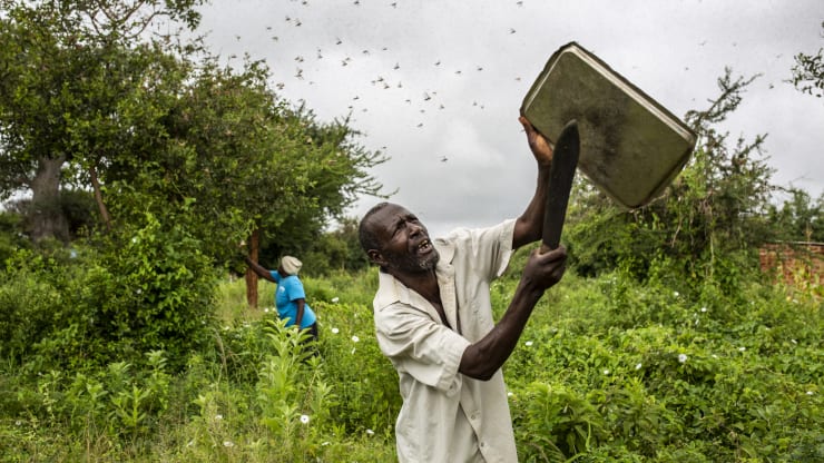 A local resident tries to swot away a swarm of desert locusts in Mathiakani, Kitui County, Kenya, on Saturday, Jan. 25, 2020. The number of locusts in East Africa could expand 500 times by June, the UN’s Food & Agriculture Organization said last month.
