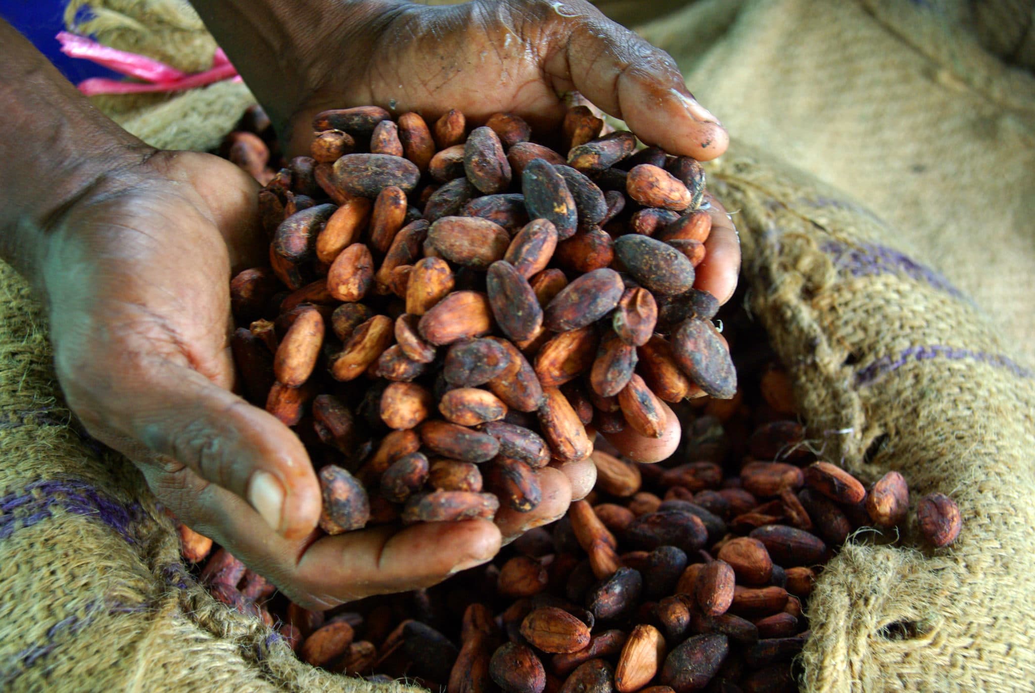 Pact to aid poor cocoa farmers in peril as COVID-19 hits demand