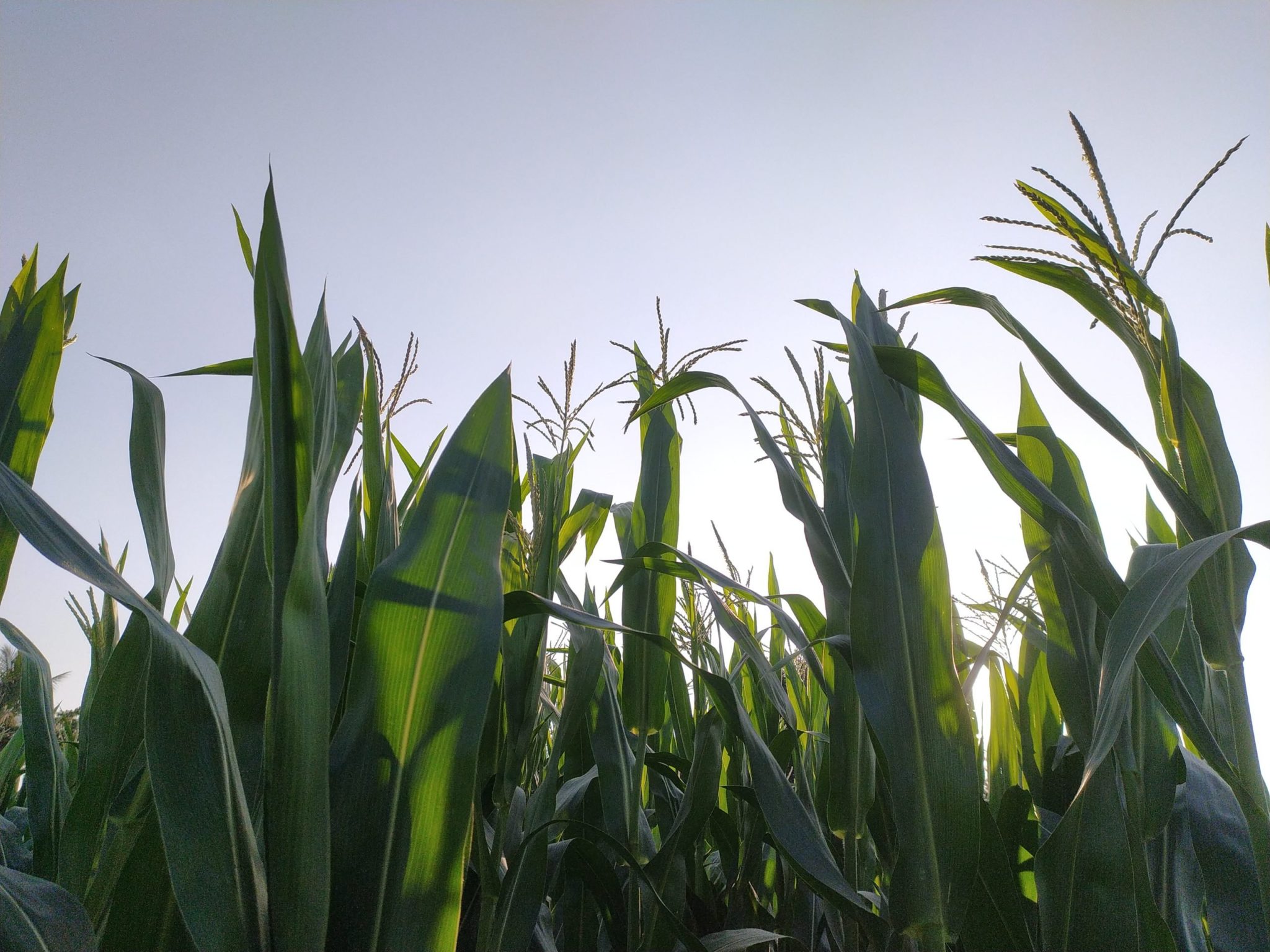 S.Africa’s 2020/2021 maize output seen up 7% on last season