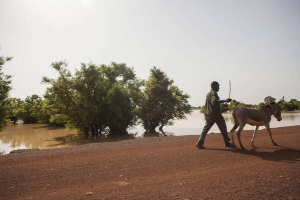 7 billion trees outside forests in Africa reported for the first time in new data survey