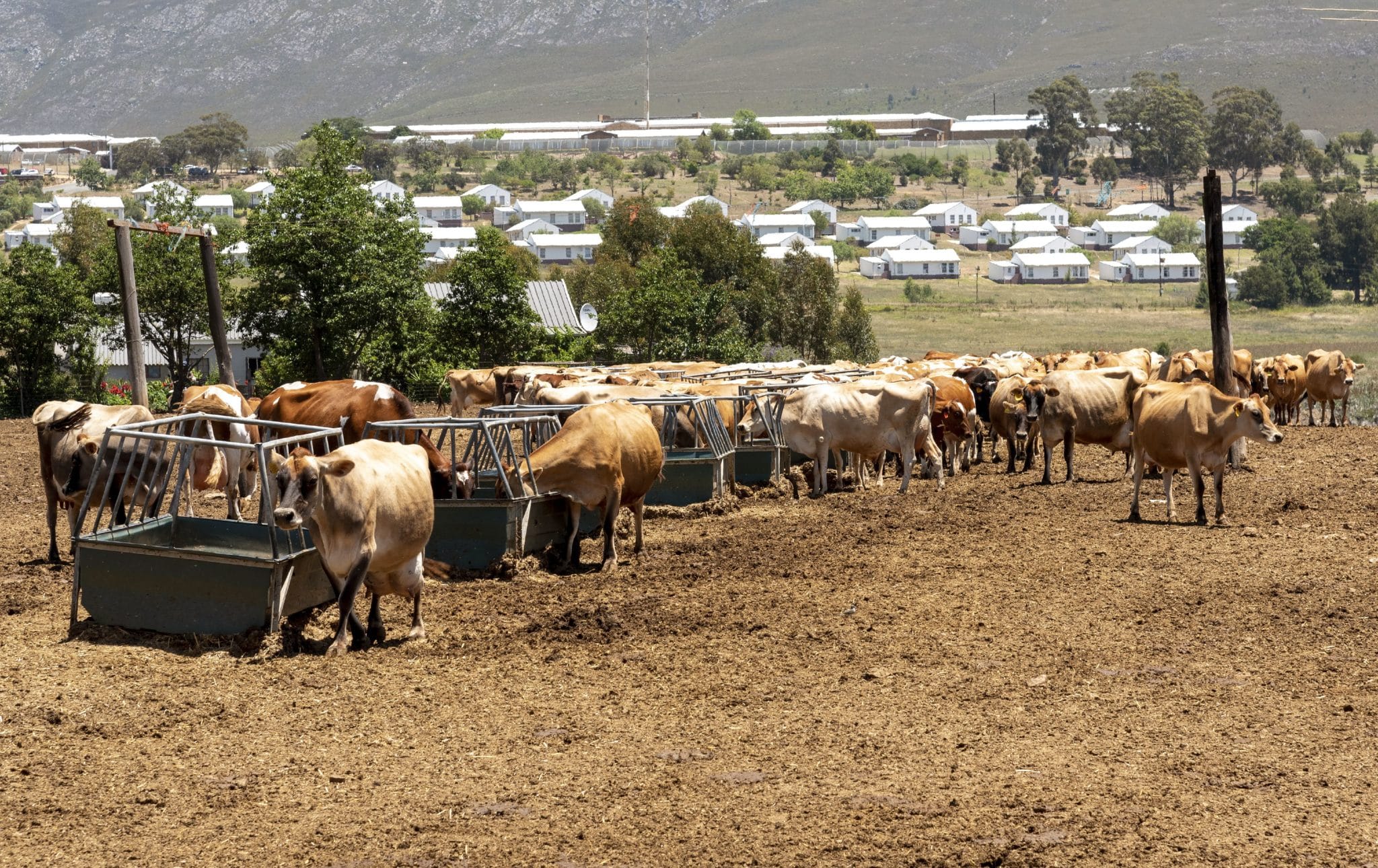 South African dairy farmers eye carbon credits while curbing emissions