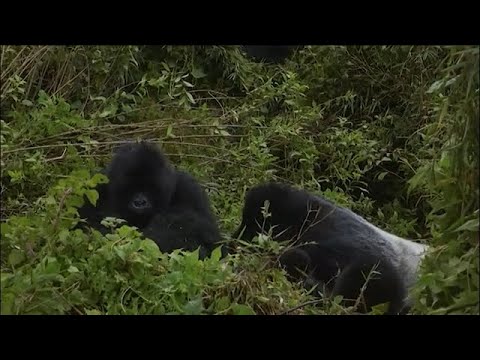 Discover Rwanda EP1: A Legacy of Conservation