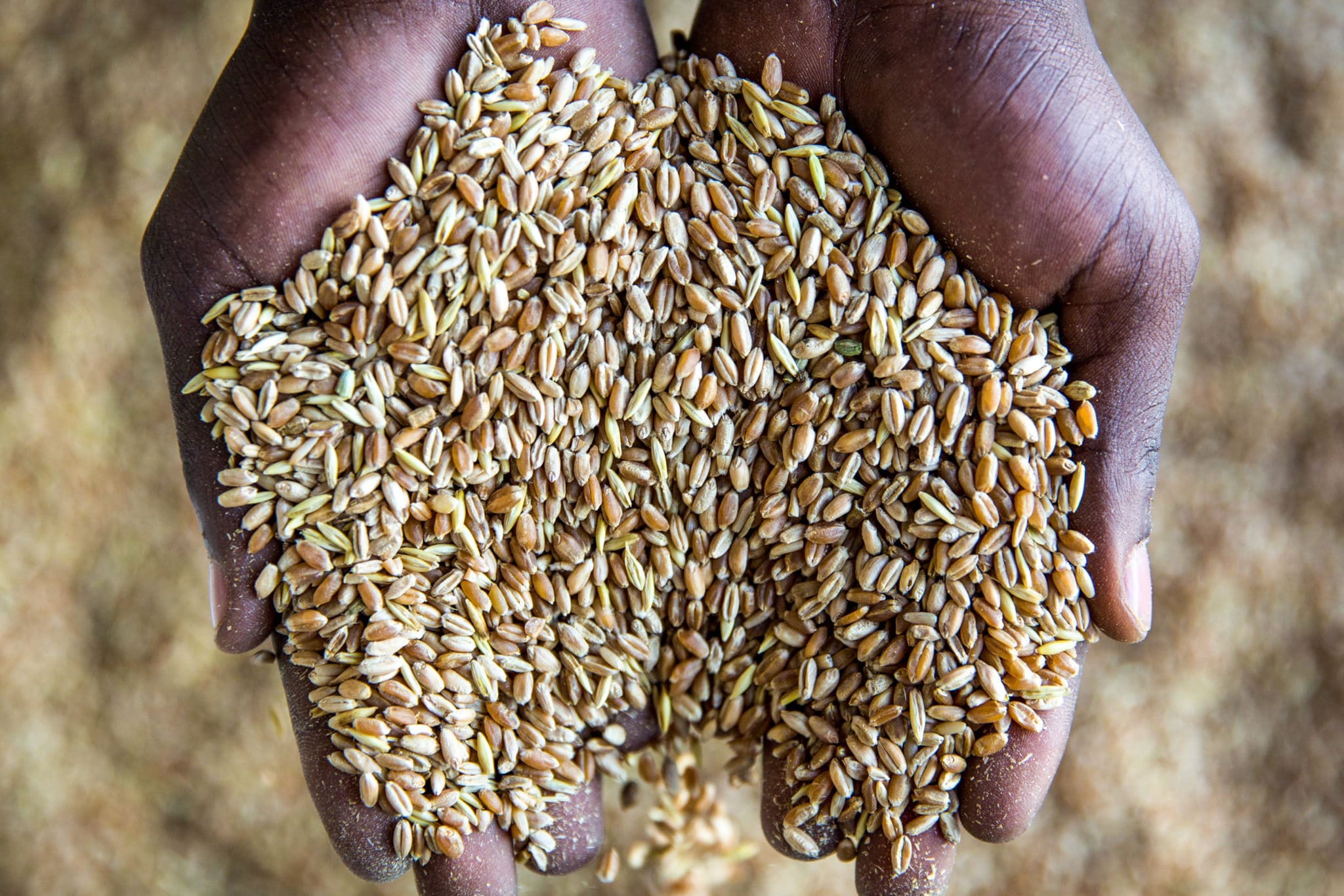 Positive outlook for South Africa’s grains and oilseeds in 2021/22 season