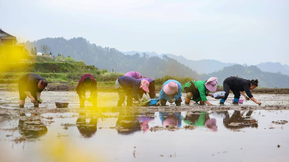 Global rice prices could surge higher as flood risks loom over China