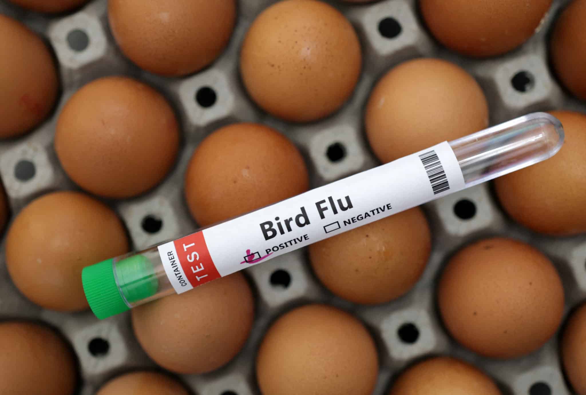 S.Africa's RCL Foods Culls 410,000 Chickens Amid Bird Flu Outbreak ...