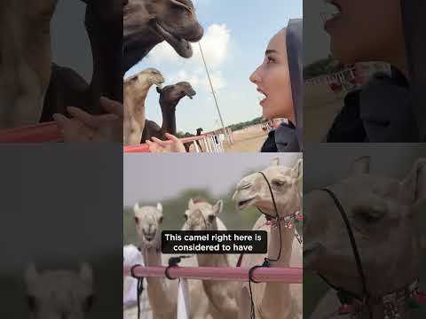 Inside Abu Dhabi’s Camel Pageant