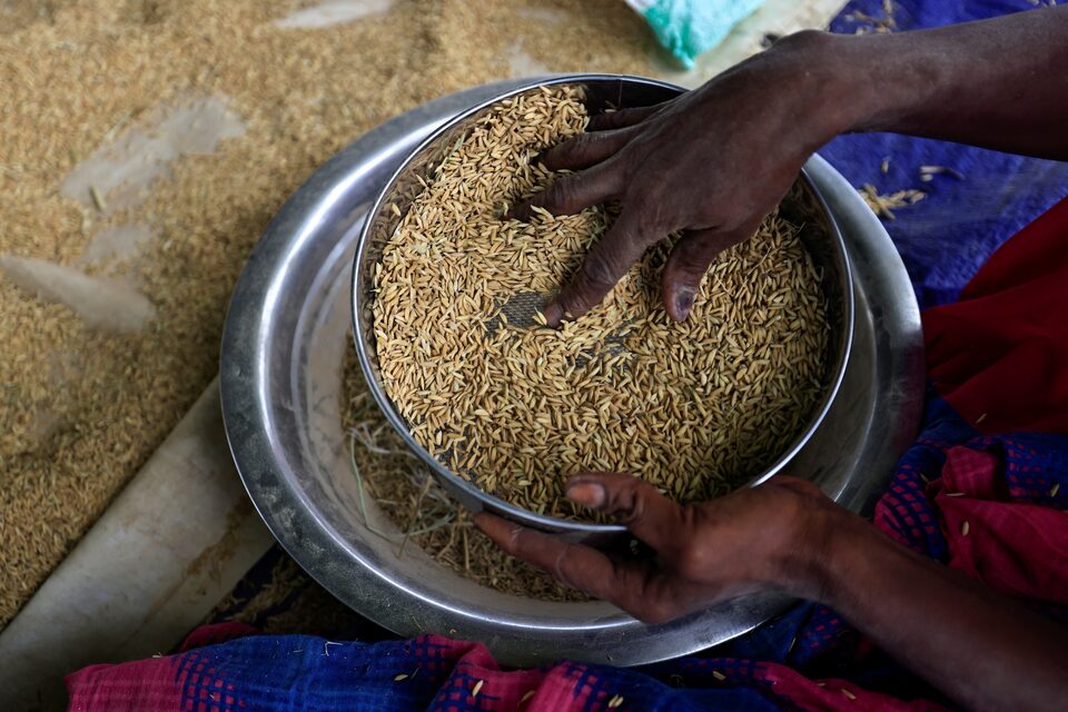 From Dinner Table Staple to Economic Powerhouse: West Africa’s Rice ...